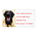 Pesquisar por cachorrinho etiquetas Labrador retriever