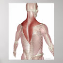 Pesquisar por human body Vertical