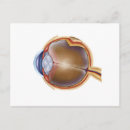 Pesquisar por olho humano cartoes postais Fascia bulbi