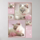 Pesquisar por ragdoll fotografia Gatinho