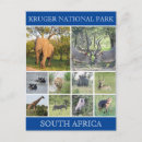 Pesquisar por elefante africano cartoes postais Rinoceronte