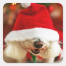 Pesquisar por colo adesivos Natal