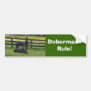 Pesquisar por filhote cachorro pinscher doberman Filhotes de cachorro