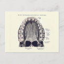 Pesquisar por dentista cartoes postais dentes