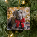Pesquisar por cão weimaraner ornamentos Animal de estimação
