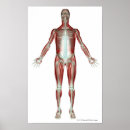 Pesquisar por músculo corpo humano artes pôsteres Ilustração