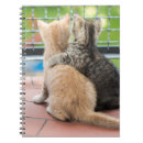 Pesquisar por balcão fotografia Gatos