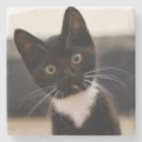Pesquisar por foco copos bares Gatinho