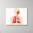 Pesquisar por sistema respiratório impressão de canvas Órgão