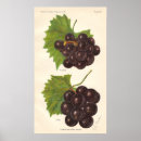 Pesquisar por uvas pôsteres Fruta
