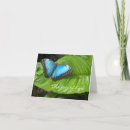 Pesquisar por morpho cartoes Inseto