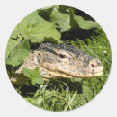 Pesquisar por monitor adesivos Lagarto