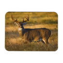 Pesquisar por odocoileus imas Cervo