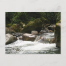 Pesquisar por floresta tropical cartoes postais Selva