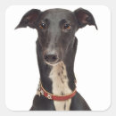 Pesquisar por galgo adesivos Cachorrinho