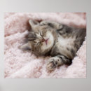 Pesquisar por toalhas pôsteres Animal