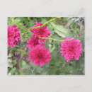 Pesquisar por rosado cartoes postais Flor