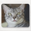Pesquisar por gato mau eletronicos Egípcio