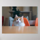 Pesquisar por gato branco pôsteres Gatinho laranja e branco