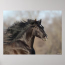 Pesquisar por andaluz fotografia Preto
