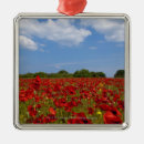 Pesquisar por flor do campo ornamentos Natureza