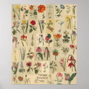 Pesquisar por vintage botanical pôsteres Plantas
