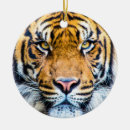 Pesquisar por tigres ornamentos Natureza