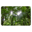 Pesquisar por t fora no verde imas Floresta tropical
