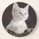Pesquisar por amantes do gato Cats