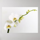 Pesquisar por orchidee Phalaenopsis