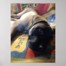 Pesquisar por mastiff inglês pôsteres Animal