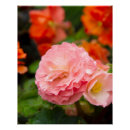 Pesquisar por flores delicadas pôsteres Fotografia