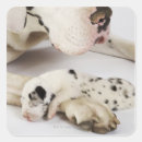 Pesquisar por great dane adesivos Cães