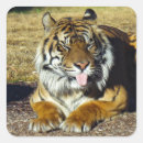 Pesquisar por atitude adesivos Animais