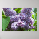 Pesquisar por lilac pósteres pôsteres Lavanda