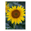 Pesquisar por feliz aniversario girassol cartoes postais Natureza