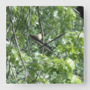 Pesquisar por cardinal relogios de parede Vida selvagem