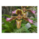 Pesquisar por flor da orquídea pósteres pôsteres Planta