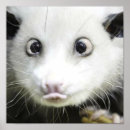 Pesquisar por cruz eyed Animais