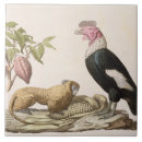 Pesquisar por humboldt azulejos Friedrich