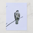 Pesquisar por cauda vermelha cartoes postais Selvagem