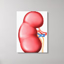 Pesquisar por da anatomia impressão de canvas Órgãos humanos