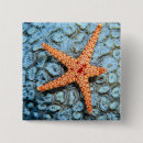 Pesquisar por multi colorido fotografia Estrela do mar