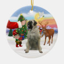 Pesquisar por mastiff Animais de companhia