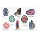 Pesquisar por gem pôsteres Agate