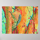 Pesquisar por pica pau pôsteres Natureza