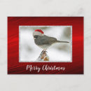 Pesquisar por pássaros vermelhos cartoes postais Neve