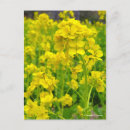 Pesquisar por canola cartoes postais Flor