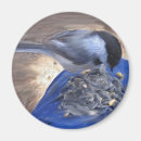 Pesquisar por joelhos imas Natureza