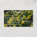 Pesquisar por daffodil branco Narciso